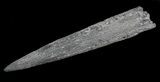 Fossil Marlin (Swordfish) Rostrum - Miocene #66080-1